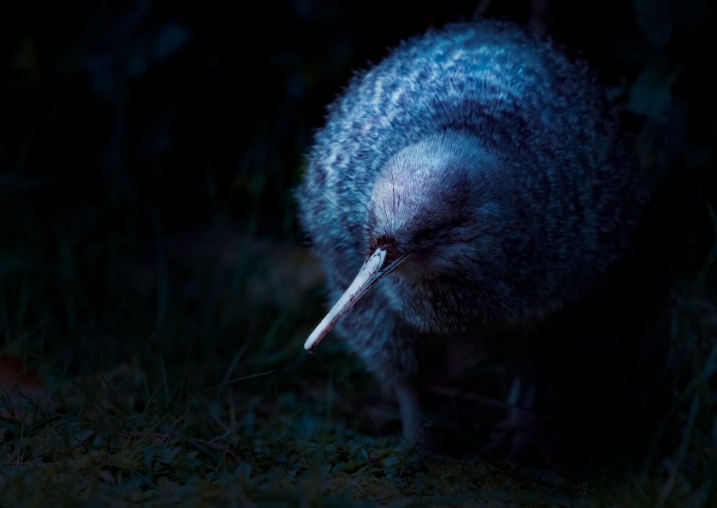 Zealandia by Night - Trade - Photo 1 of 7